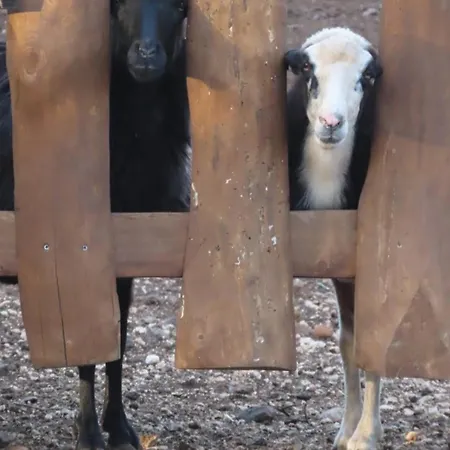 Cuile Casari Apartment