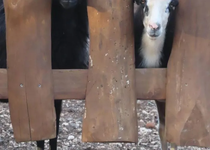 Cuile Casari Apartment