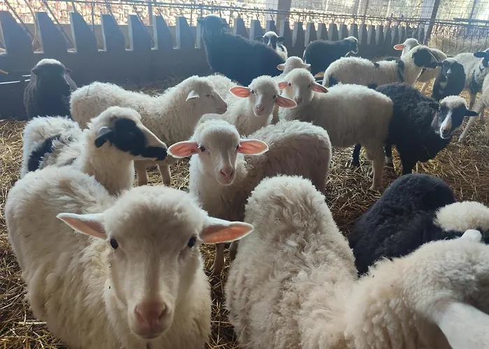 Cuile Casari Apartment